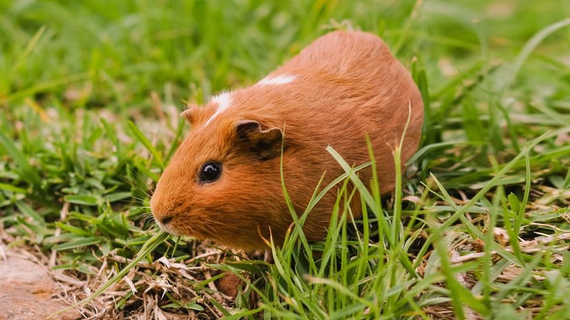 Guinea pig