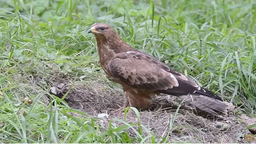 Long-Tailed Honey-Buzzard