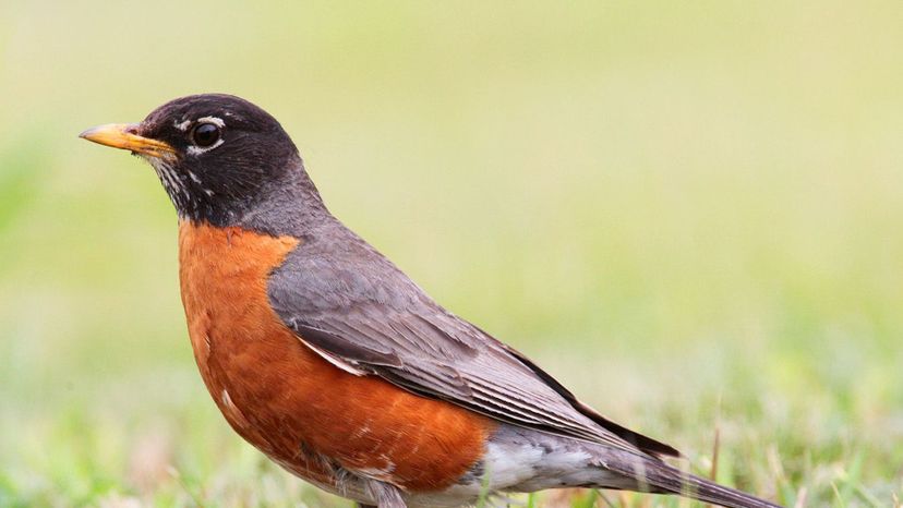 American Robin