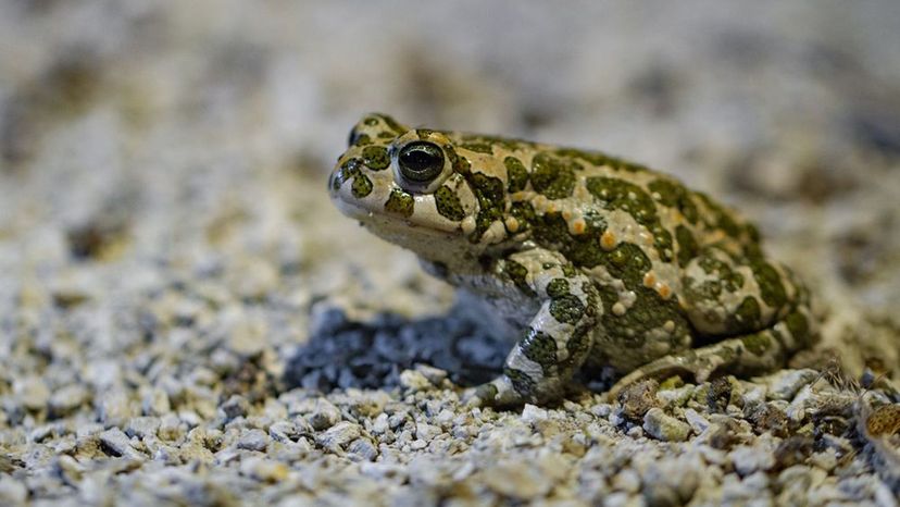 European Green Toad