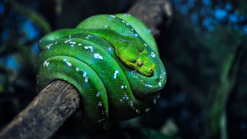 12 Emerald Tree Boa