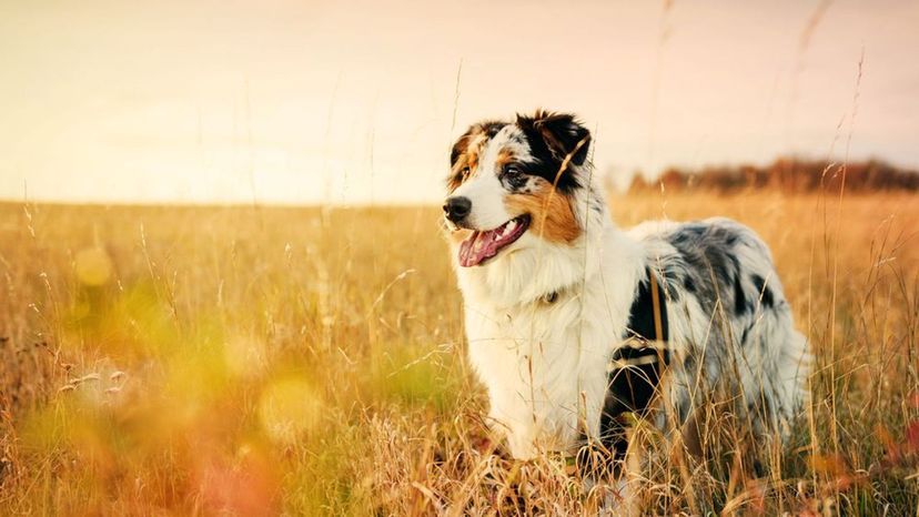 Australian Shepherd