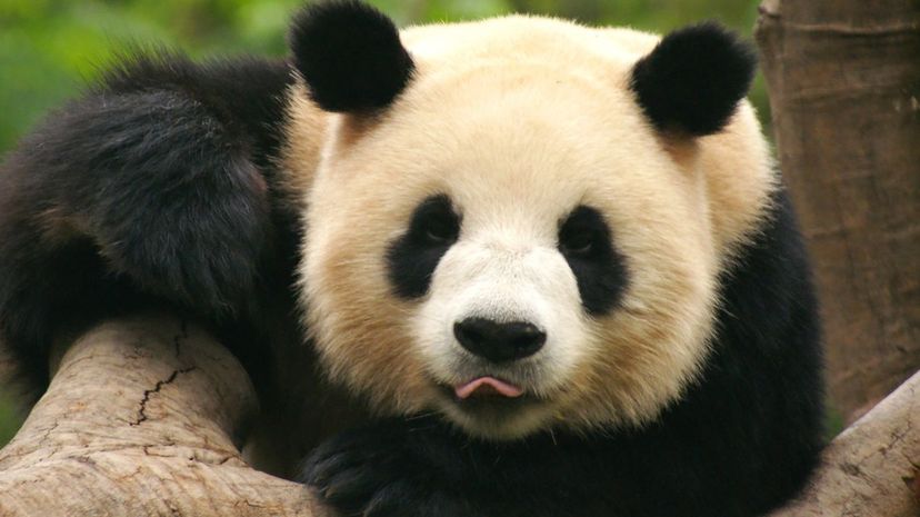 A panda bear