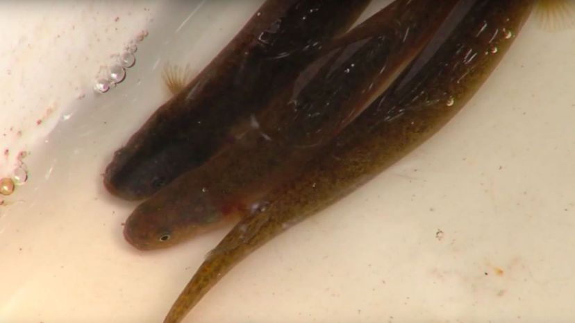 Canterbury mudfish