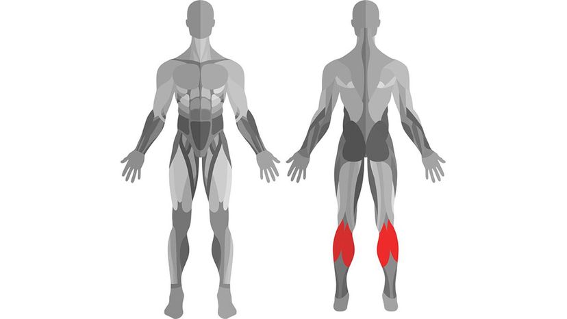 Gastrocnemius