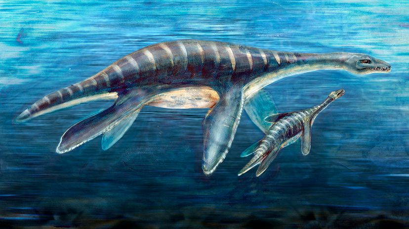 This artist's interpretation depicts the marine reptiles known as plesiosaurs as they may have looked moving through Earth's seas during the Jurassic and Cretaceous periods. NATIONAL SCIENCE FOUNDATION/Science Photo Library/Getty Images