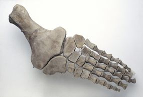 close-up of plesiosaur foot bones