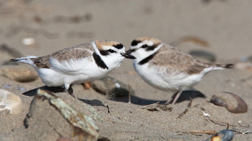 西部雪鸻(Charadrius alexandrinus)在露天筑巢，易受气候变化的影响。迈克尔·l·贝尔德/ Flickr＂width=