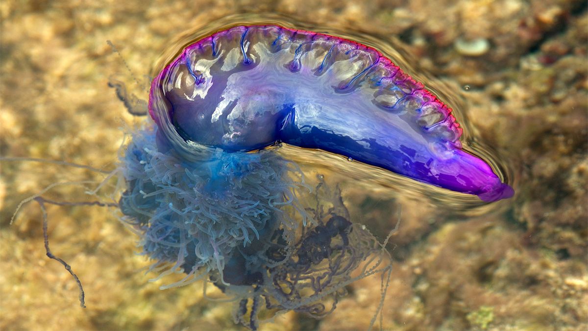 Portuguese man-of-war, Size, Sting, & Facts