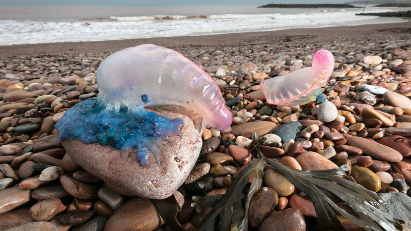 man of war jellyfish sting