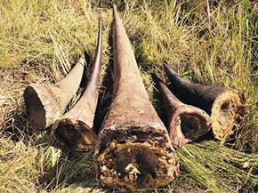 Illegal haul of Rhino horn