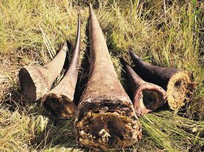 Poaching