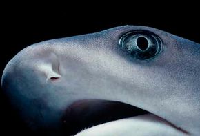 shark with human eyes