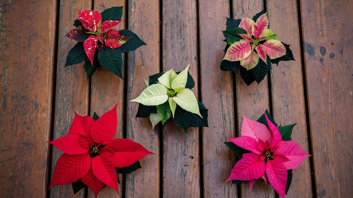 Poinsettia on sale christmas flower