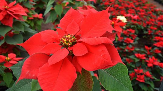 The Joy of the Holiday Poinsettia