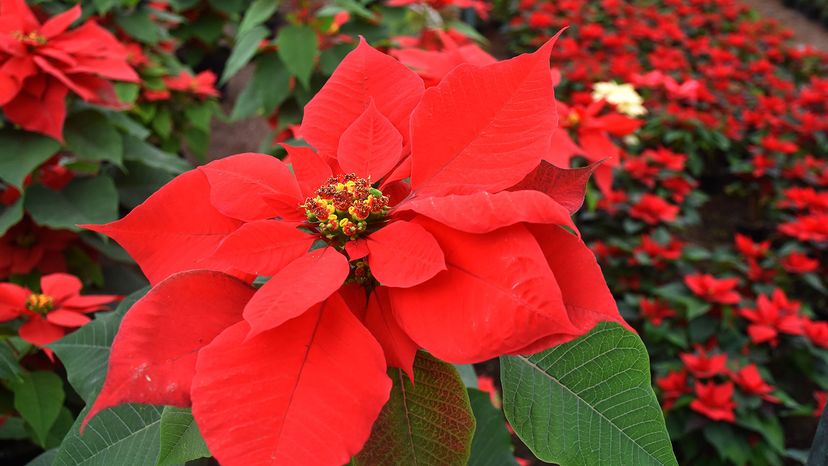 greenhouse poinsettia