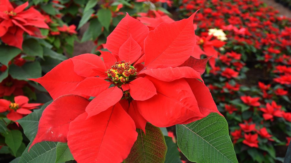 What Does the Poinsettia Have to Do With Christmas?