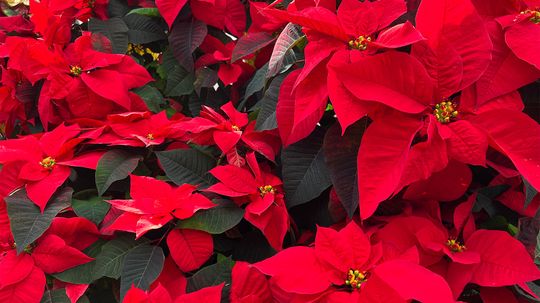 Poinsettia: The Mexican Christmas Flower That Blooms in the Dark