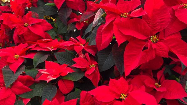 poinsettia	