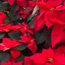 一品红:墨西哥的圣诞花,在黑暗中绽放”width=