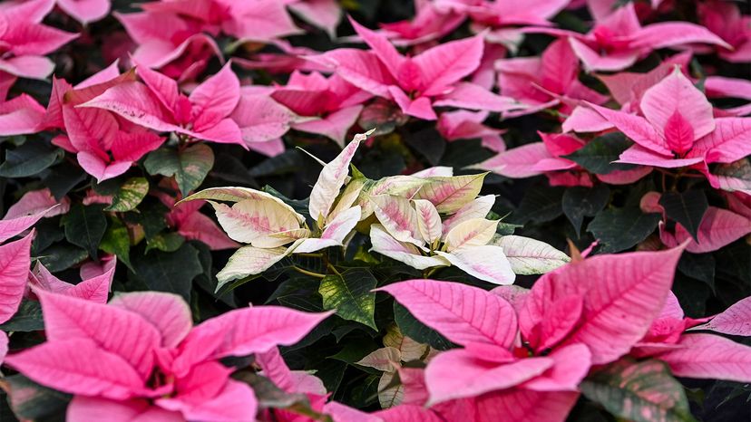 poinsettia	