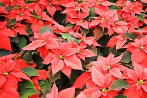 According to the National Capital Poison Center, the toxicity of poinsettias is a false belief made stronger each year at Christmastime.