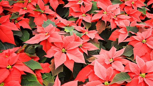 Are poinsettias poisonous?