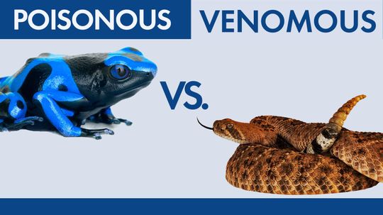 Venomous vs. Poisonous: Is There a Difference?