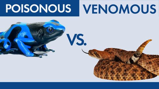 Venomous vs. Poisonous: Is There a Difference?