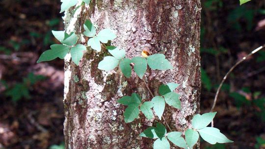 How Poison Ivy Works