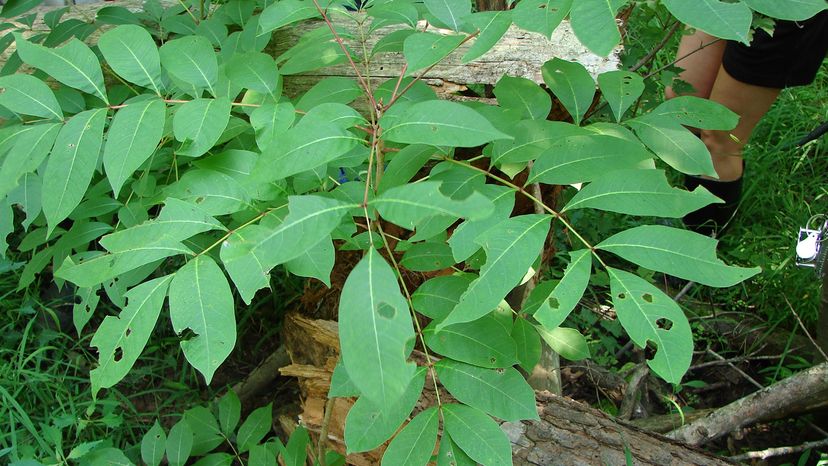 poison sumac vine