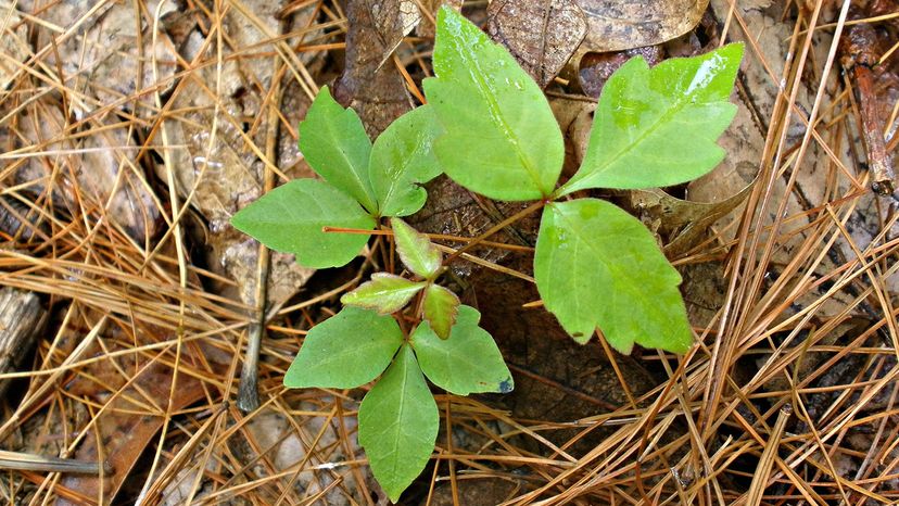 poison ivy saplings