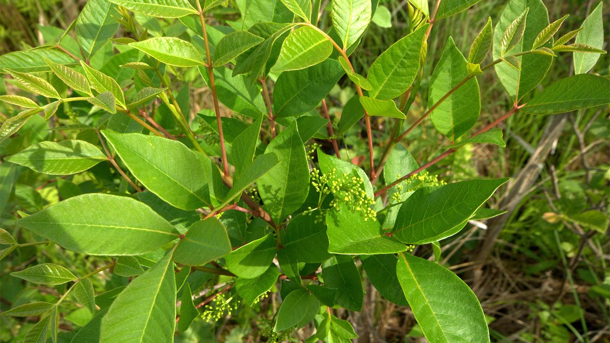 Everything You Ever Wanted to Know About Sumac But Were Afraid to