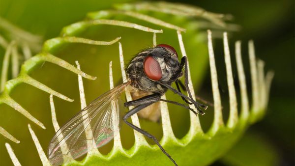 Insect close-up in natural macro world.