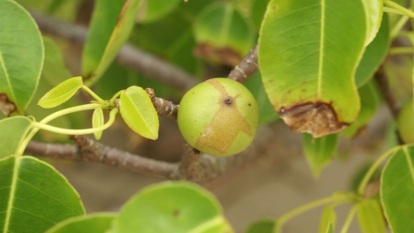 poisonous plants	