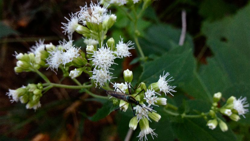 poisonous plants	