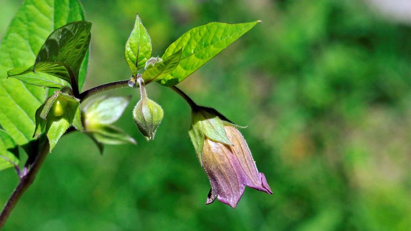 poisonous plants	