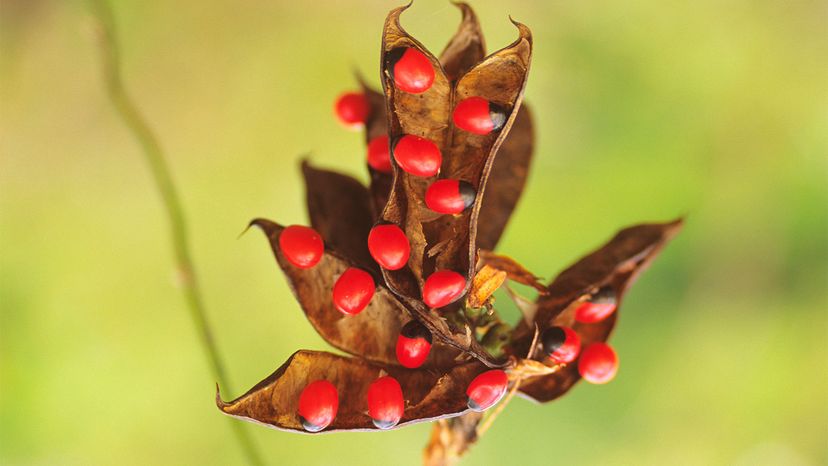 poisonous plants	