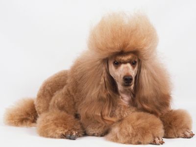 Light brown Poodle