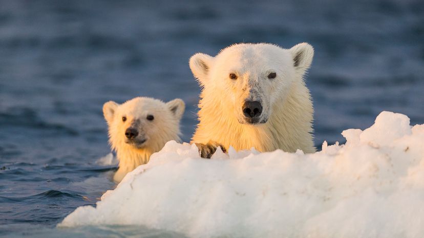 polar bear and cub