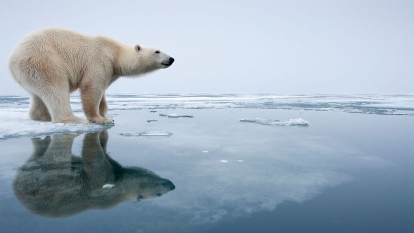 polar bear standing on sea ice