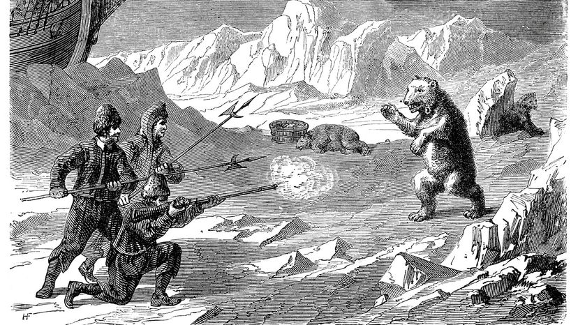 1878 engraving polar bear attack