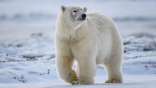 Arctic wildlife basking in winter snow.