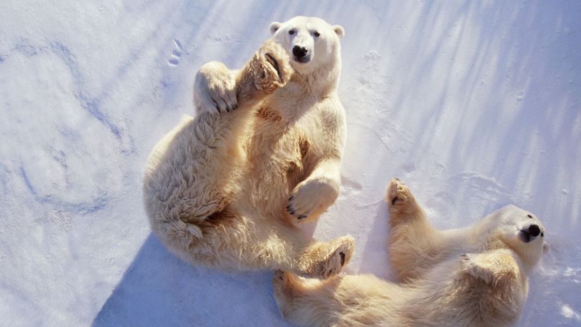 polar bears lying on backs