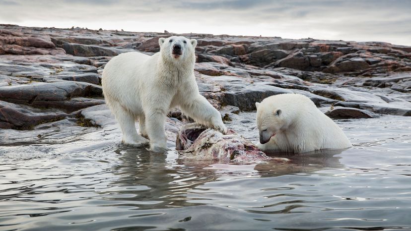 arctic polar bear eating