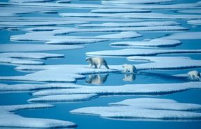 Polar bears are dying as Arctic ice melts. See more pictures of arctic animals.