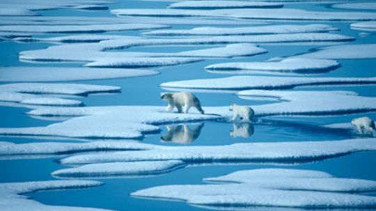 What does global warming have to do with the decline in the polar bear population?