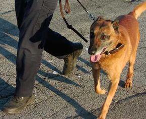 do you have to be a cop to train police dogs