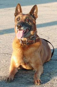 american police dog breeds