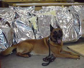 how are police dogs trained to smell drugs